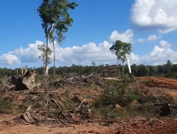 Das Food-Estate-Programm zerstörte das Leben der indigenen Marind-Völker