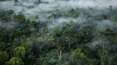 Die papuanische Rechtshilfeorganisation hoffte, dass der Staat den traditionellen Wald des Woro-Clans  schützte