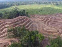 Greenpeace: Papuanisches Land verlor die 641,4 Tausend Hektare Naturwälder